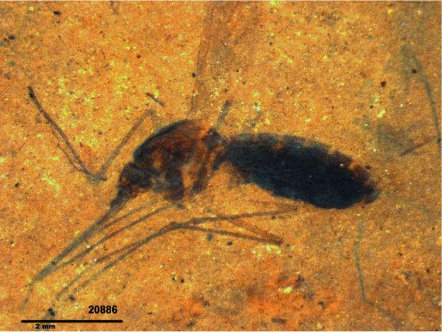 A very old squished mosquito found in fossilized rock from Montana. Analysis of the insect's gut revealed telltale chemicals found in blood. (Image credit: PNAS)