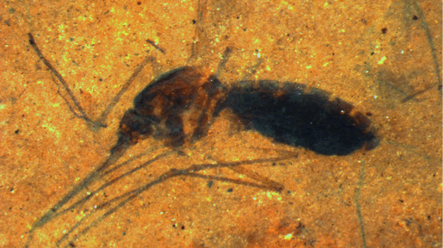 http://media.npr.org/assets/img/2013/10/11/mosquito_wide-dd82a7083a29527cdba5267e8f09258517d89cc5-s4-c85.png