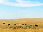 A herd of 34 bison, pure of any cattle genes, have been introduced from Yellowstone National Park to the Fort Belknap Indian Reservation in northern Montana. A herd of 34 bison, pure of any cattle genes, have been introduced from Yellowstone National Park to the Fort Belknap Indian Reservation in northern Montana.