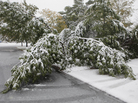 Heavy and wet snow weighs down tree branches on the west side of Rapid City, S.D. Earlier this month, a fierce October snowstorm hit ranchers in the state hard. Heavy and wet snow weighs down tree branches on the west side of Rapid City, S.D. Earlier this month, a fierce October snowstorm hit ranchers in the state hard.