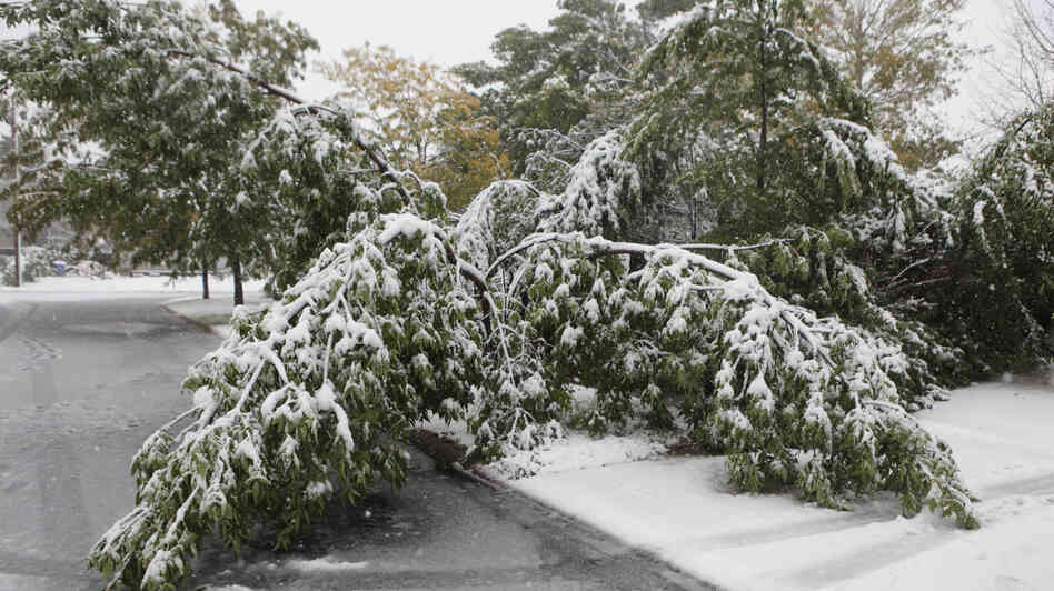 Heavy and wet snow weighs down tree branches on the west side of Rapid City, S.D. Earlier this month, a fierce October snowstorm hit ranchers in the state hard. Heavy and wet snow weighs down tree branches on the west side of Rapid City, S.D. Earlier this month, a fierce October snowstorm hit ranchers in the state hard.