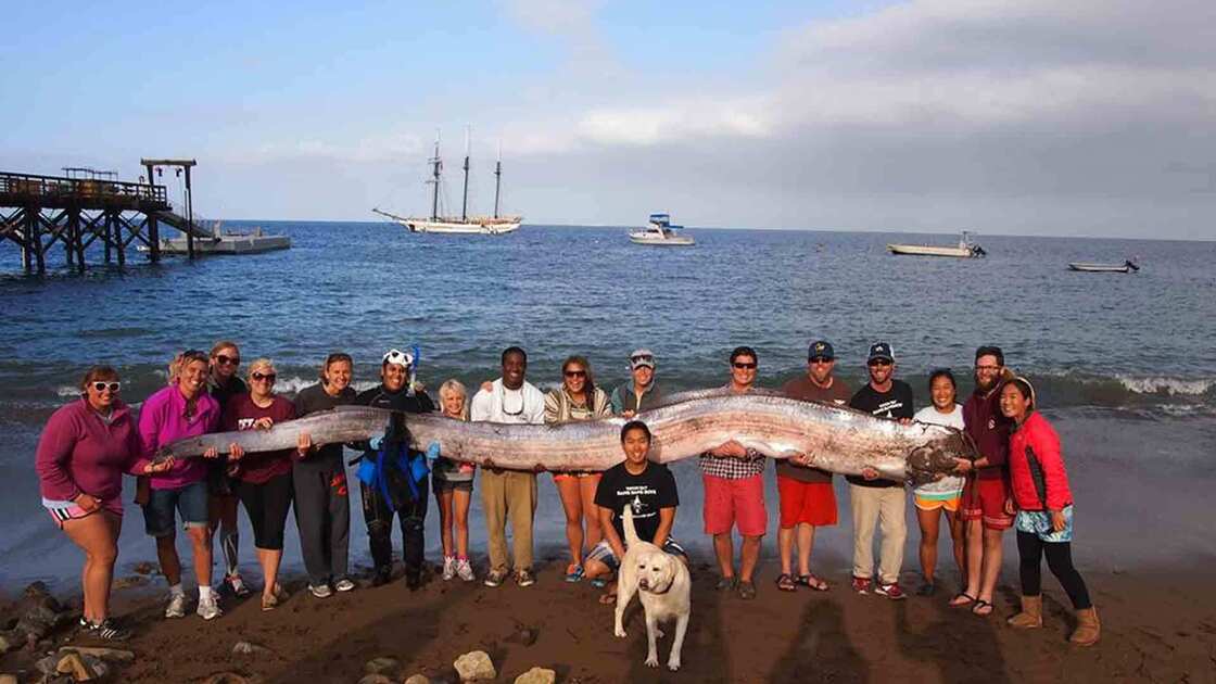 People hoist the body of an 18-foot oarfish that was discovered in Toyon Bay at Catalina Island off the California coast.