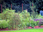Basil, tomatoes, peppers and lettuces grow in garden beds on the South Lawn of the White House. According to the site Obama Foodorama, the government shutdown has had a dramatic effect on the garden. Basil, tomatoes, peppers and lettuces grow in garden beds on the South Lawn of the White House. According to the site Obama Foodorama, the government shutdown has had a dramatic effect on the garden.