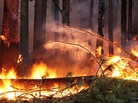 At more than 400 square miles, the Rim Fire is the largest Sierra Nevada fire in recorded history. At more than 400 square miles, the Rim Fire is the largest Sierra Nevada fire in recorded history.