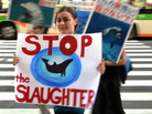 Demonstrators at a rally in Tokyo on August 31 protest against the start of Japan's annual dolphin hunt in Taiji. Demonstrators at a rally in Tokyo on August 31 protest against the start of Japan's annual dolphin hunt in Taiji.
