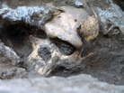 Researchers excavated the remains of five creatures who lived 1.8 million years ago, including this adult male skull. The excavation site, in Georgia in the former Soviet Union, was home to a remarkable cache of bones. Researchers excavated the remains of five creatures who lived 1.8 million years ago, including this adult male skull. The excavation site, in Georgia in the former Soviet Union, was home to a remarkable cache of bones.