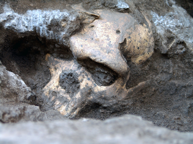 Researchers excavated the remains of five creatures who lived 1.8 million years ago, including this adult male skull. The excavation site, in Georgia in the former Soviet Union, was home to a remarkable cache of bones. (Image credit: Courtesy of Georgian National Museum)