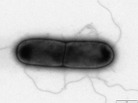 Clostridium difficile, a bacterium that causes severe diarrhea, can be difficult to treat with antibiotics. Clostridium difficile, a bacterium that causes severe diarrhea, can be difficult to treat with antibiotics.