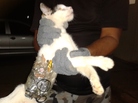 Brazil's General Superintendency of Prisons of Alagoas (SGAP) released this photo last Dec. 31 of a cat caught with contraband taped to its body at a medium-security prison in Alagoas state. Brazil's General Superintendency of Prisons of Alagoas (SGAP) released this photo last Dec. 31 of a cat caught with contraband taped to its body at a medium-security prison in Alagoas state.