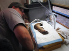 Biologist Travis Livieri checks a briefly sedated ferret's health status inside an improvised trailer clinic. Biologist Travis Livieri checks a briefly sedated ferret's health status inside an improvised trailer clinic.
