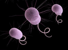 On Tuesday night, PBS' Frontline will investigate how decades of antibiotic overuse has led to the emergence of drug-resistant superbugs. On Tuesday night, PBS' Frontline will investigate how decades of antibiotic overuse has led to the emergence of drug-resistant superbugs.
