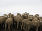 The changing landscape of of agriculture is leaving many sheep farms in the dust. Farms are larger and technology makes crops more economically attractive and sheep herds less. The changing landscape of of agriculture is leaving many sheep farms in the dust. Farms are larger and technology makes crops more economically attractive and sheep herds less.