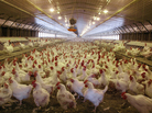 Chickens in a mechanized hatchery in Monroe County, Ala. Chickens in a mechanized hatchery in Monroe County, Ala.