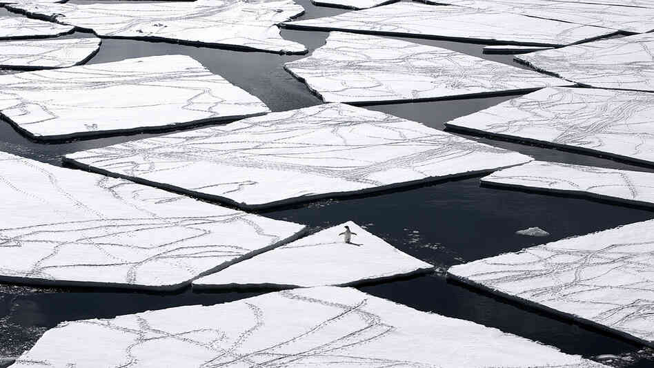 A lone emperor penguin makes his rounds, at the edge of an iceberg drift in the Antarctic's Ross Sea in 2006. A lone emperor penguin makes his rounds, at the edge of an iceberg drift in the Antarctic's Ross Sea in 2006.