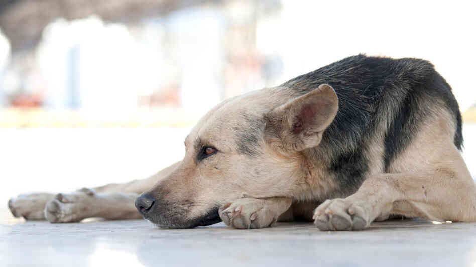 FDA Asks Dog Owners For Help With Illnesses Linked To Jerky - NPR (blog) FDA Asks Dog Owners For Help With Illnesses Linked To Jerky - NPR (blog)