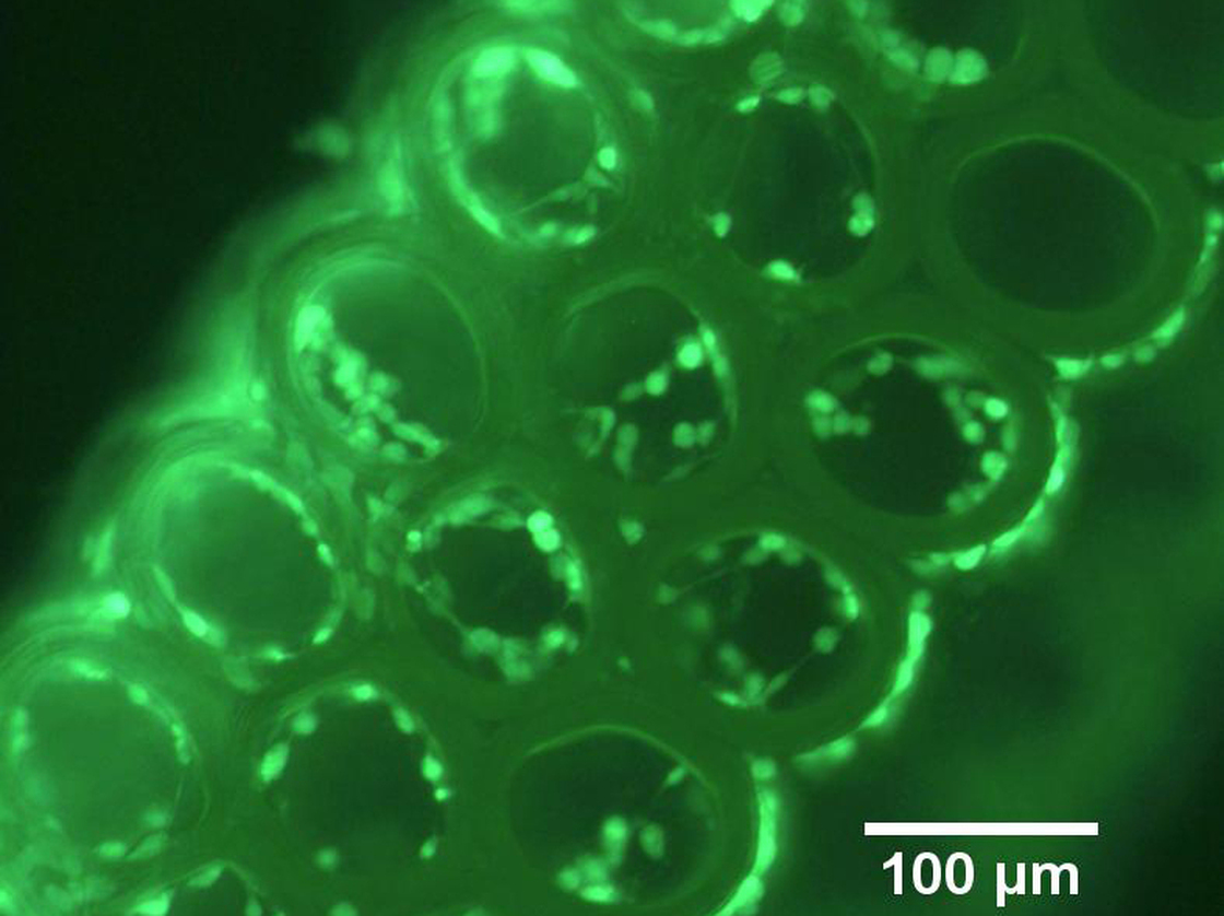 This riboflavin-rich material can be used to print intricate, microscopic structures in three dimensions.