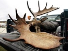 A large bull moose is inspected by a hunter at a weigh station in Maine. A large bull moose is inspected by a hunter at a weigh station in Maine.
