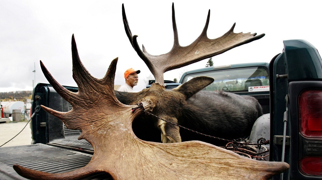 A large bull moose is inspected by a hunter at a weigh station in Maine.