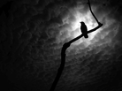 A dark bird on a branch A dark bird on a branch
