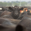 Cattle crowd inside a feedlot operated by JBS Five Rivers Colorado Beef in Wiley, Colo. Cattle crowd inside a feedlot operated by JBS Five Rivers Colorado Beef in Wiley, Colo.