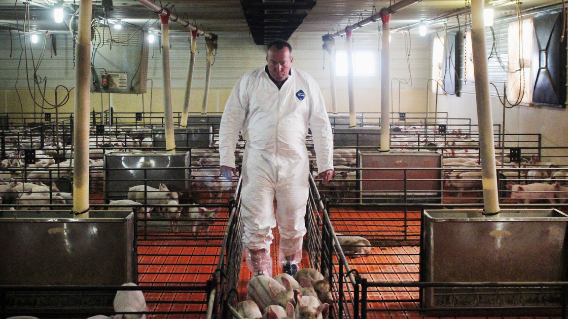 Craig Rowles raises pigs near Carroll, Iowa. The piglets will enter and leave this room as a group.