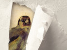 The Goldfinch cover The Goldfinch cover