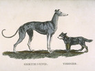Friend Or Foe? Scientists say dogs react differently to the direction of another dog's tail wag. Friend Or Foe? Scientists say dogs react differently to the direction of another dog's tail wag.