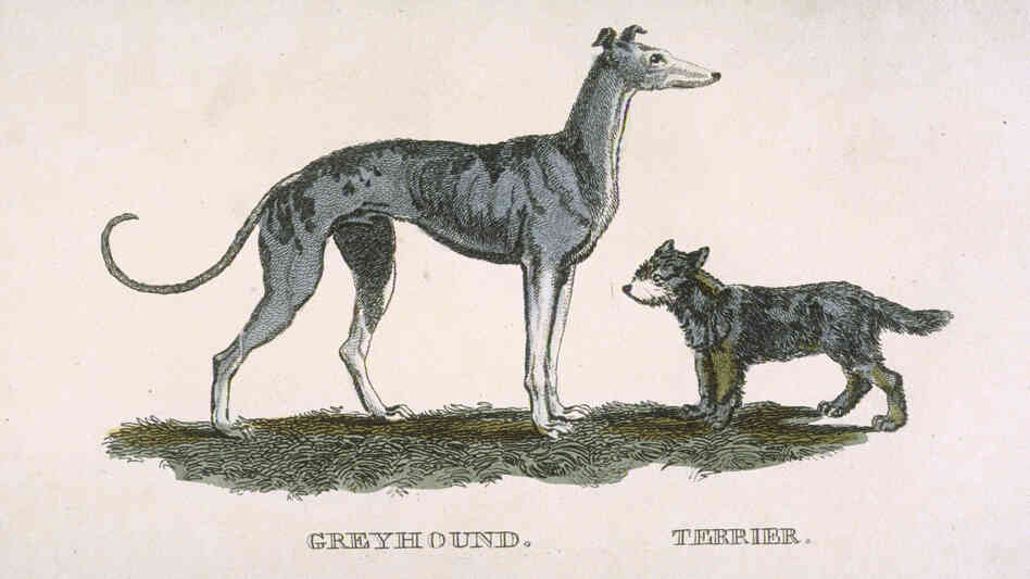 Friend Or Foe? Scientists say dogs react differently to the direction of another dog's tail wag. Friend Or Foe? Scientists say dogs react differently to the direction of another dog's tail wag.