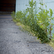 Weeds growing between pavement and wall.
