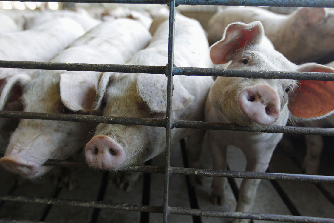 In recent years, pork producers have found ways to keep the animals healthy through improved hygiene.