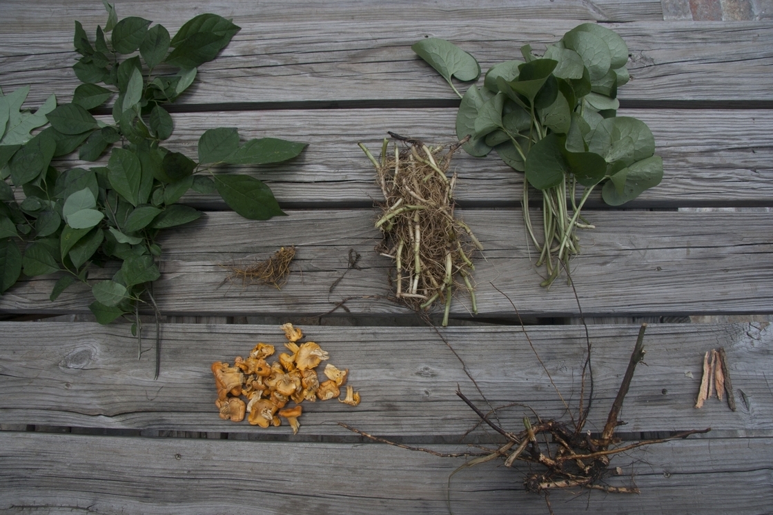 The brewers at Scratch Brewing Company add wild plants like spicebush, goldenseal, wild ginger, chanterelles and wild rose root to their beer to give it the flavor of the Illinois woods.