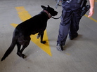 In Washington state, dogs don't need to sniff out pot anymore, but troopers are keeping an eye out for high drivers. In Washington state, dogs don't need to sniff out pot anymore, but troopers are keeping an eye out for high drivers.