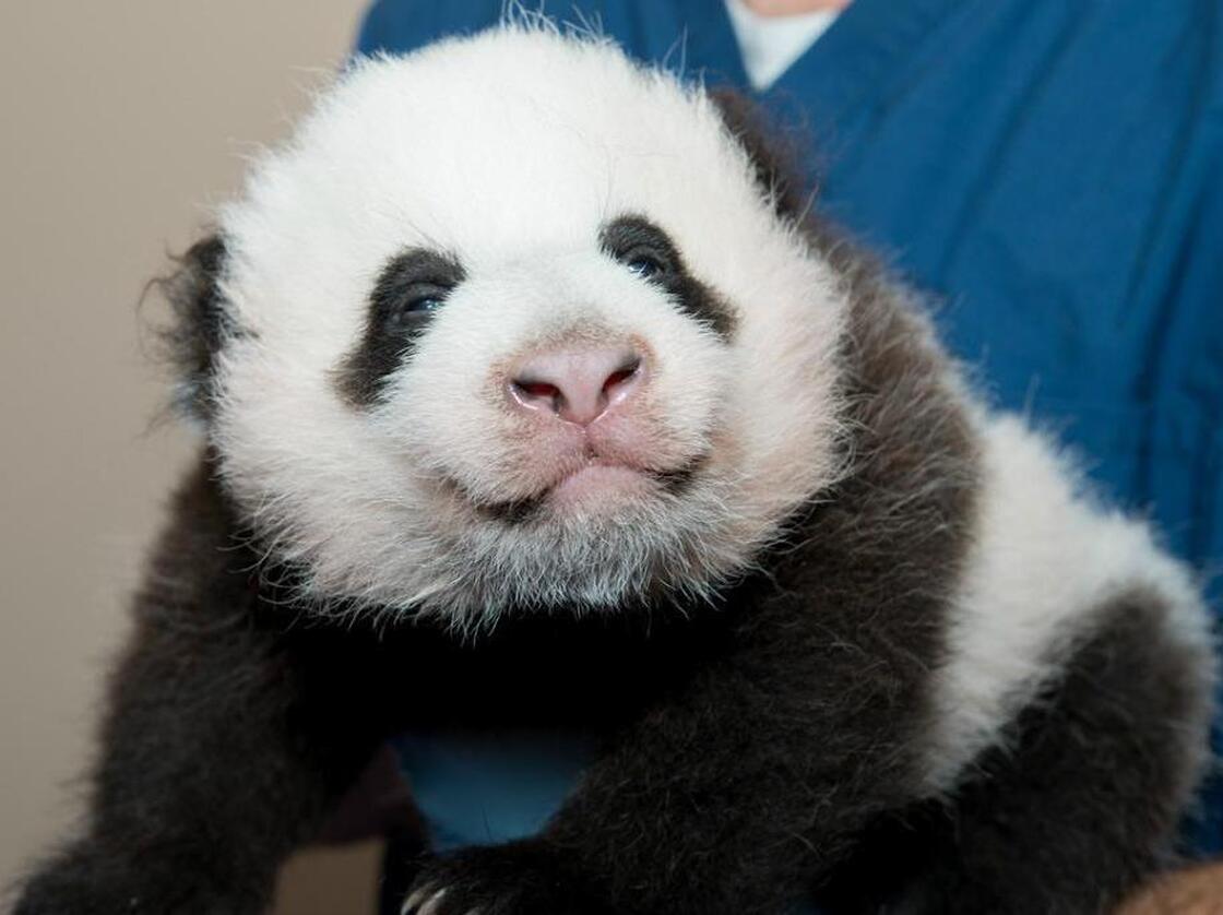 You can help select a name for the National Zoo's new panda cub.
