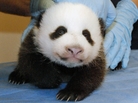 Smithsonian's National Zoo shows Mei Xiang's giant panda cub undergoing an exam on Oct. 11, 2013, at the zoo in Washington. Smithsonian's National Zoo shows Mei Xiang's giant panda cub undergoing an exam on Oct. 11, 2013, at the zoo in Washington.