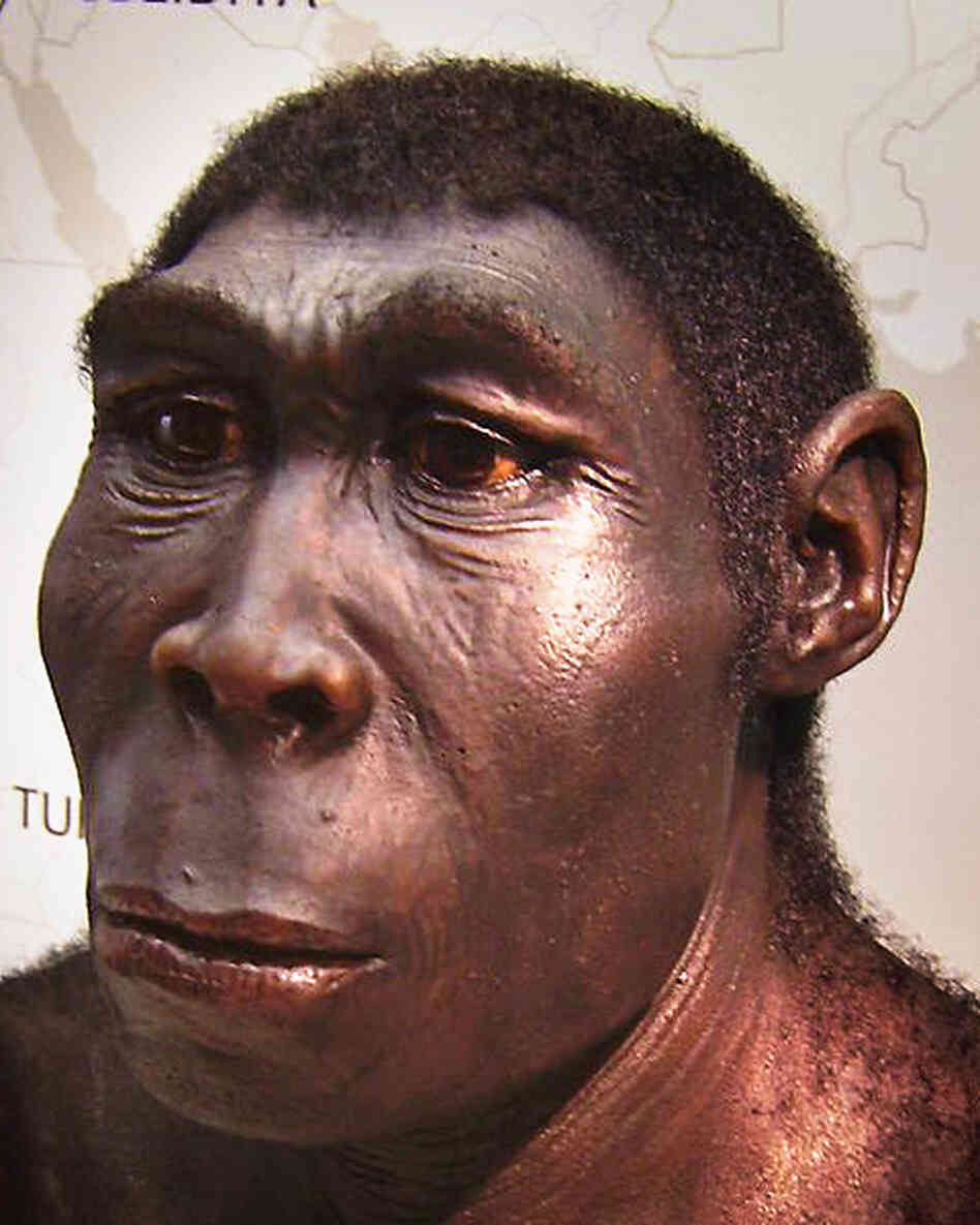 More than a million years ago, our ancestor Homo erectus probably gained the ability to detect bitter flavors. So would he have enjoyed an espresso macchiato? More than a million years ago, our ancestor Homo erectus probably gained the ability to detect bitter flavors. So would he have enjoyed an espresso macchiato?