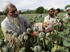 Afghan farmers collect raw opium earlier this year in a poppy field in the Khogyani district of Jalalabad, east of Kabul. Afghanistan's opium production surged in 2013 to record levels, despite 12 years of international efforts to wean the country off the narcotics trade, according to a U.N. report released Wednesday. Afghan farmers collect raw opium earlier this year in a poppy field in the Khogyani district of Jalalabad, east of Kabul. Afghanistan's opium production surged in 2013 to record levels, despite 12 years of international efforts to wean the country off the narcotics trade, according to a U.N. report released Wednesday.
