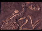 A dog burial in Greene County, Ill. This fossil dates back to about 8,500 years ago. A dog burial in Greene County, Ill. This fossil dates back to about 8,500 years ago.