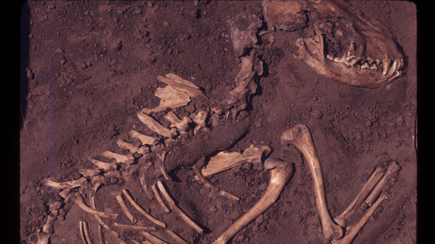 A dog burial in Greene County, Ill. This fossil dates back to about 8,500 years ago. (Image credit: Courtesy of Del Baston, Center for American Archaeology)