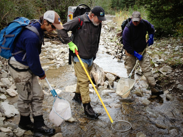 From left, Robert Al Chokhachy, Brad Shepard and Scott Opitz lure trout to their nets with a pole that uses a mild electric current to attract the fish. (Image credit: NPR)