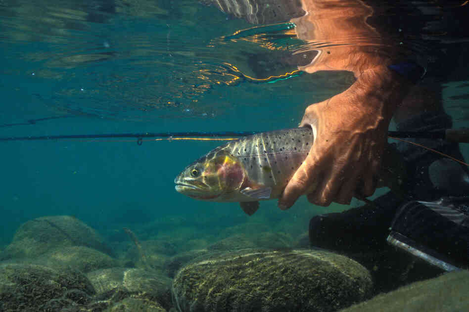 Trout fishing is big business in Montana, bringing in tens of millions of dollars annually. Trout fishing is big business in Montana, bringing in tens of millions of dollars annually.
