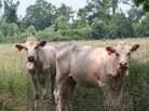 The EPA tries to keep track of all sorts of methane producers — including herds of methane-belching cattle. The EPA tries to keep track of all sorts of methane producers — including herds of methane-belching cattle.