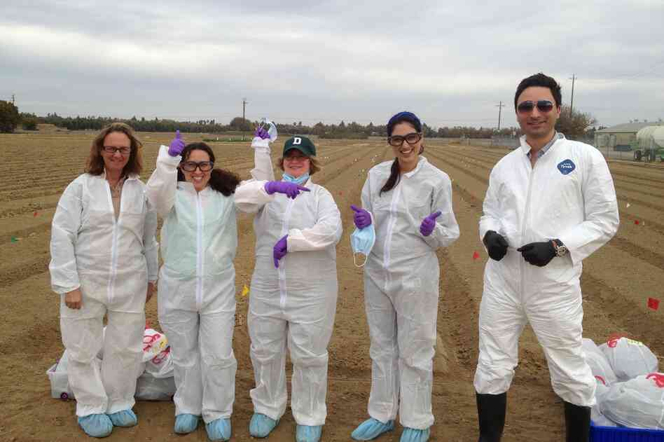 University of California, Davis food safety field scientists Michele Jay-Russell, Paula Kahn-Rivadeneira, Anna Zwieniecka, Navreen Pandher and Peiman Aminabadi celebrate the first day of their experiment testing E. coli survival in soil. University of California, Davis food safety field scientists Michele Jay-Russell, Paula Kahn-Rivadeneira, Anna Zwieniecka, Navreen Pandher and Peiman Aminabadi celebrate the first day of their experiment testing E. coli survival in soil.