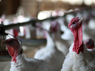 Talkin' Turkey: In the run-up to Thanksgiving, marketers and PR pros seem to compete for the title of the most creative tie-in to their own business or cause. That led us to list some notable pitches. Talkin' Turkey: In the run-up to Thanksgiving, marketers and PR pros seem to compete for the title of the most creative tie-in to their own business or cause. That led us to list some notable pitches.