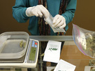 Washington is the second state to adopt rules for the recreational sale of marijuana. Some entrepreneurs see state-licensed pot as a golden ticket, but other growers aren't sure applying for a license makes good business sense. Washington is the second state to adopt rules for the recreational sale of marijuana. Some entrepreneurs see state-licensed pot as a golden ticket, but other growers aren't sure applying for a license makes good business sense.