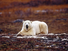 Threatened Arctic polar bears have become controversial icons of climate change. Threatened Arctic polar bears have become controversial icons of climate change.