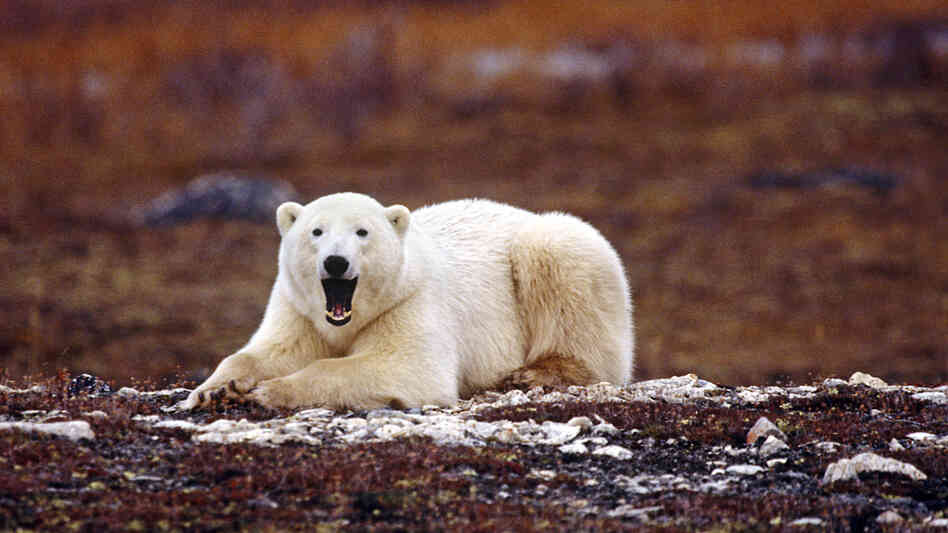 Threatened Arctic polar bears have become controversial icons of climate change. Threatened Arctic polar bears have become controversial icons of climate change.