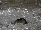 A rat forages for food in the Lower Ninth Ward of New Orleans in 2006, a year after Hurricane Katrina. Blighted buildings and fewer people led to an increase in the city's rat population. A rat forages for food in the Lower Ninth Ward of New Orleans in 2006, a year after Hurricane Katrina. Blighted buildings and fewer people led to an increase in the city's rat population.