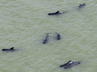 Dozens of pilot whales are stranded in shallow water in a remote area of Florida's Everglades National Park. Dozens of pilot whales are stranded in shallow water in a remote area of Florida's Everglades National Park.