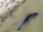 A dead pilot whale lies near the beach in a remote area of Florida's Everglades National Park, on Wednesday. A dead pilot whale lies near the beach in a remote area of Florida's Everglades National Park, on Wednesday.