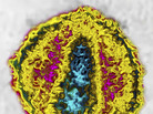 The HIV virus has proven once again that it can evade detection in the body. The HIV virus has proven once again that it can evade detection in the body.